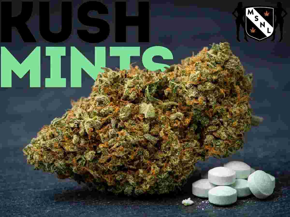 Kush Mints Strain Review: A Closer Look at Its Genetics, Potency and Growth