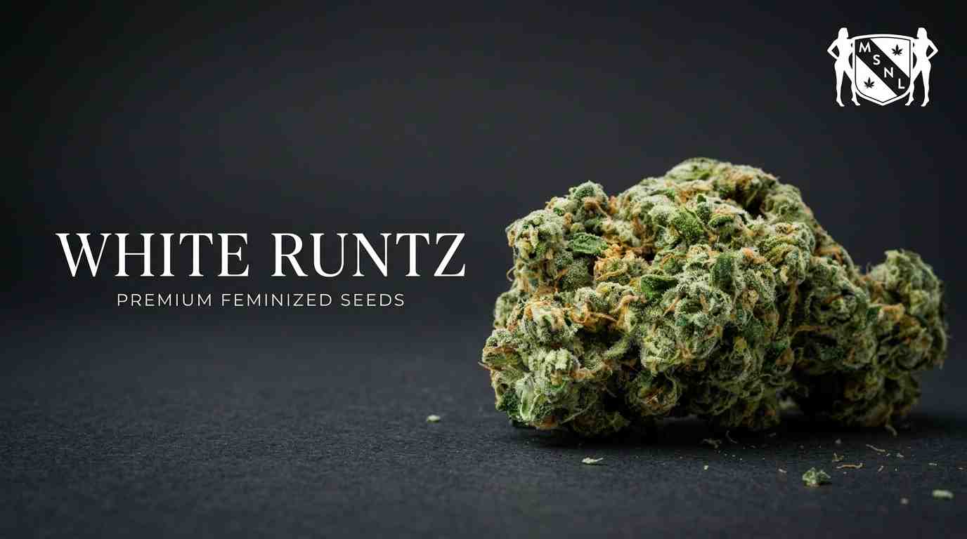 White Runtz Strain Review: Potency, Effects, Taste & Growing Tips