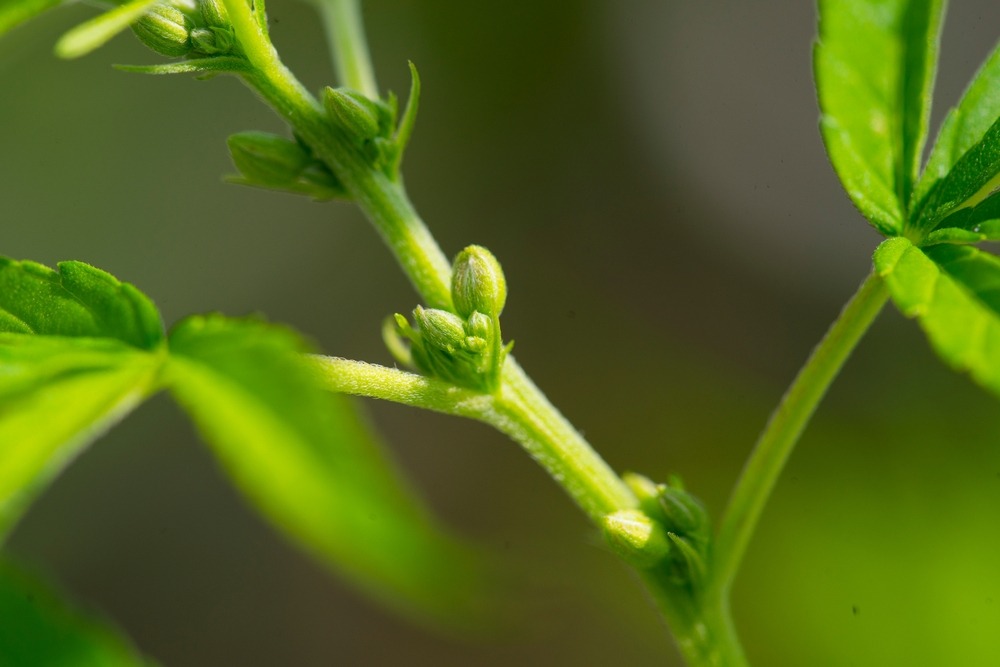 male cannabis plant with pollen sacks growing on it