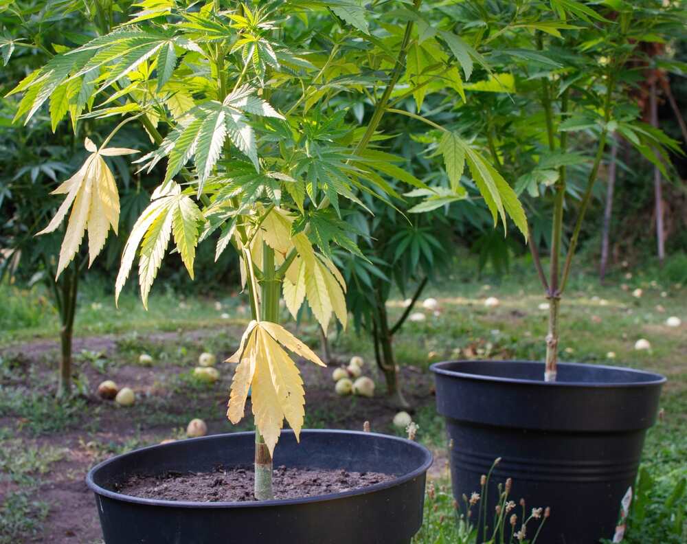 2 cannabis plants next to each other, with the left one showing signs of nutrient lockout with weak stems and leaves dropping