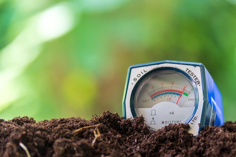 a pH meter in soil with cannabis plants blurred in the background