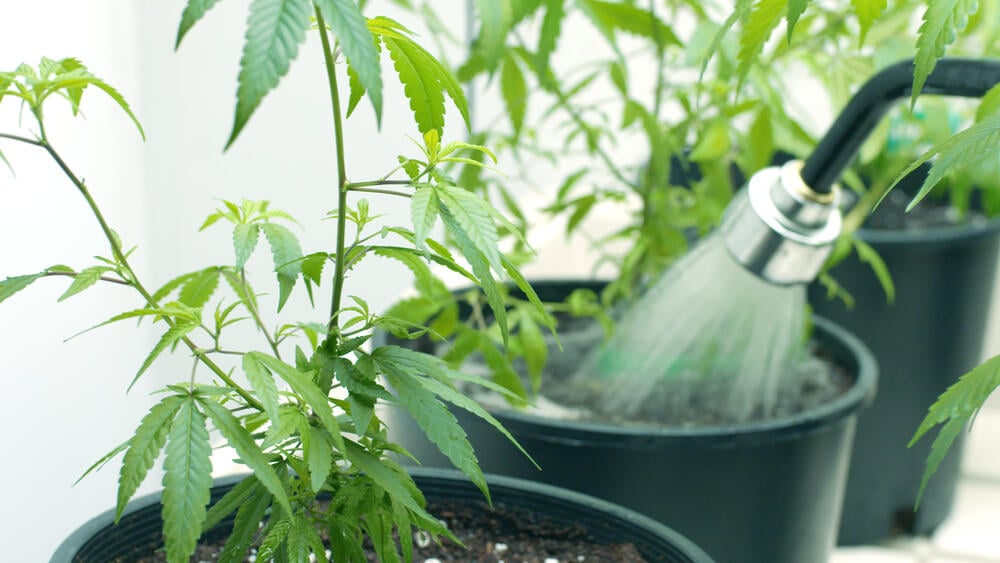 a nozzle that is spraying water into cannabis plant pots to flush out nutrients