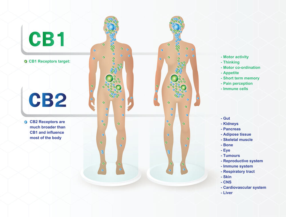 a graphic showing what both the cb1 and cb2 receptors influence the most in the body when consuming thc-p