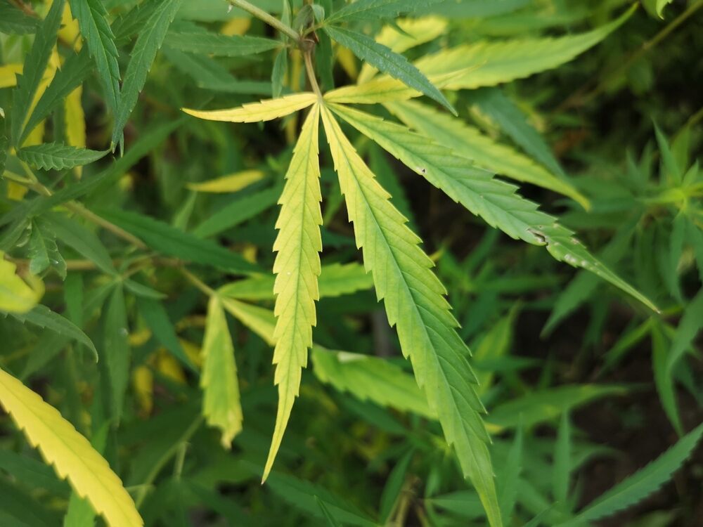 yellowing-cannabis-leaves.jpg