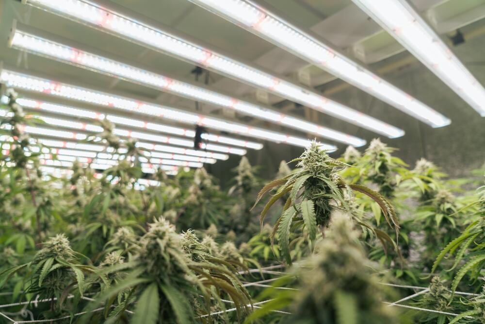cannabis growing indoors with a scrog net to LST the plants