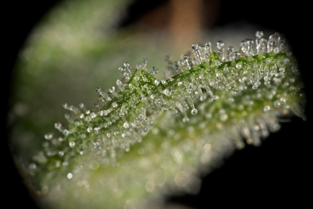 What are cannabis trichomes and why they are important for growers?