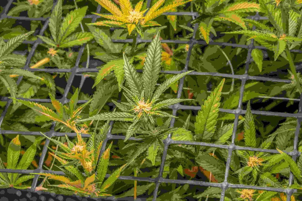 sea of green in a net