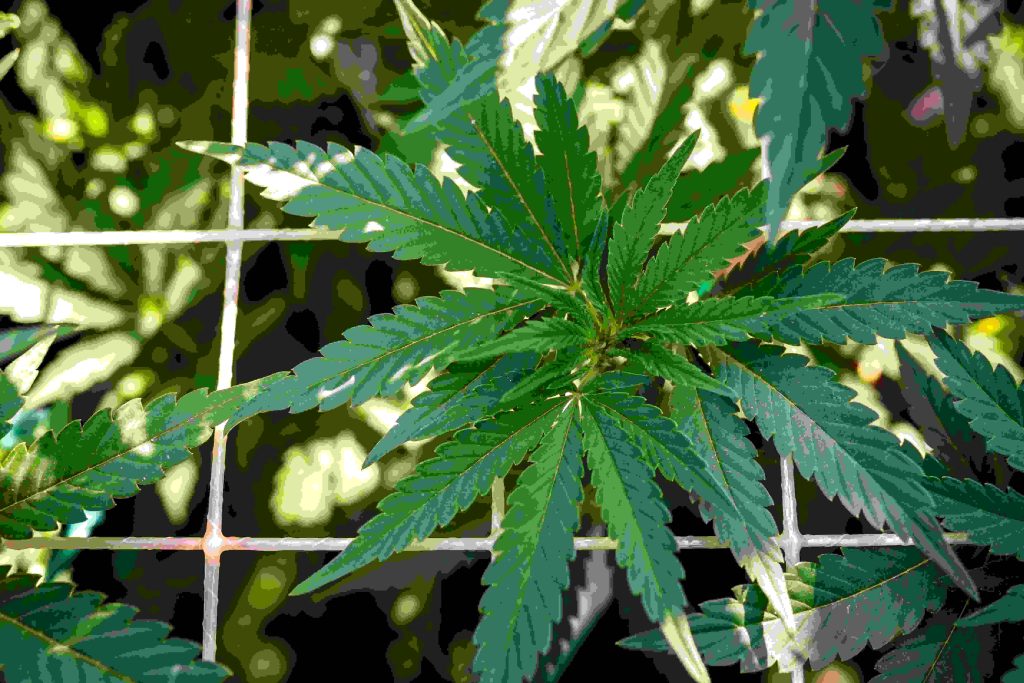 training through the SCROG close up of cannabis autoflowers