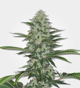 thc-bomb