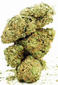 Big Cannabis Bud