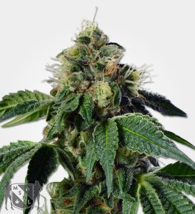 trainwreck_1