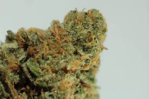 Chemdog Bud