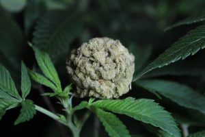 White Rhino Strain Growing