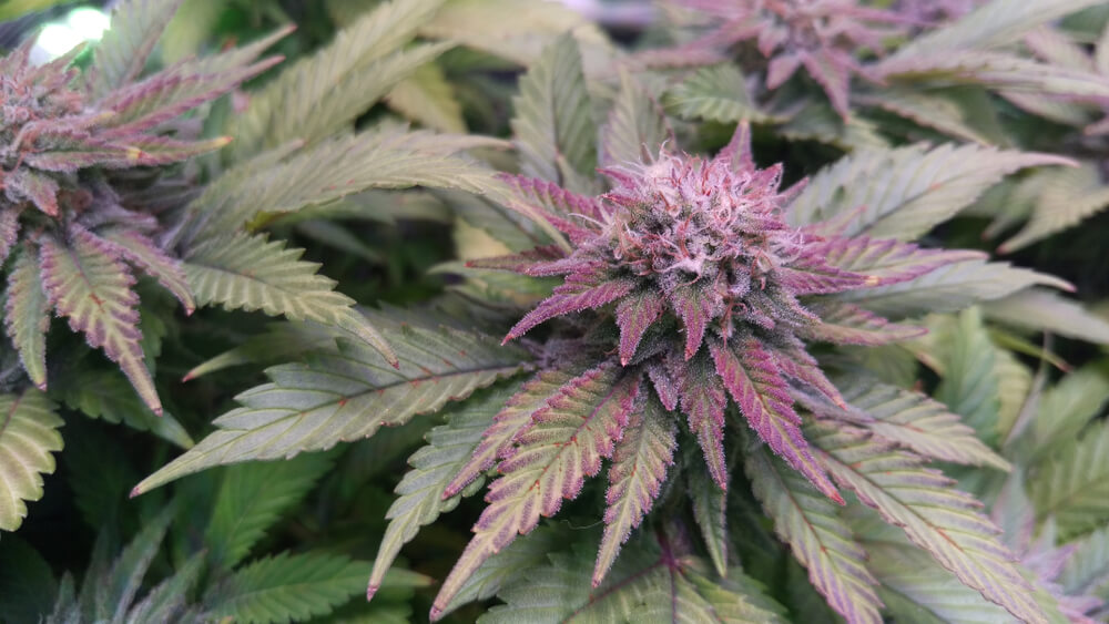 Granddaddy purple seeds