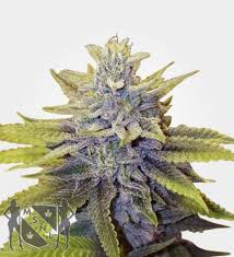 LA Confidential marijuana