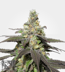 wedding_cake_strain