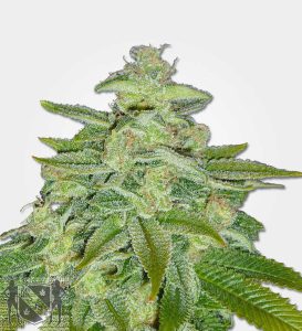 MSNL Pineapple Kush