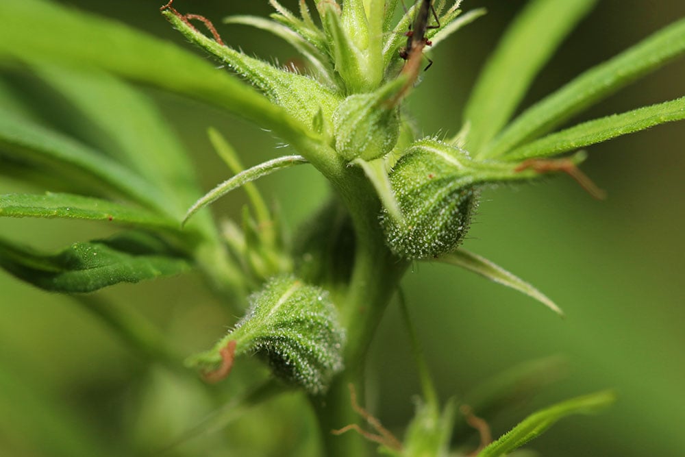 5 Tips on How to Sex Marijuana Plants | MSNL Seeds.com Blog