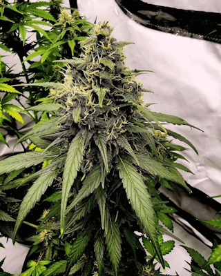 Growing the Pink Runtz strain