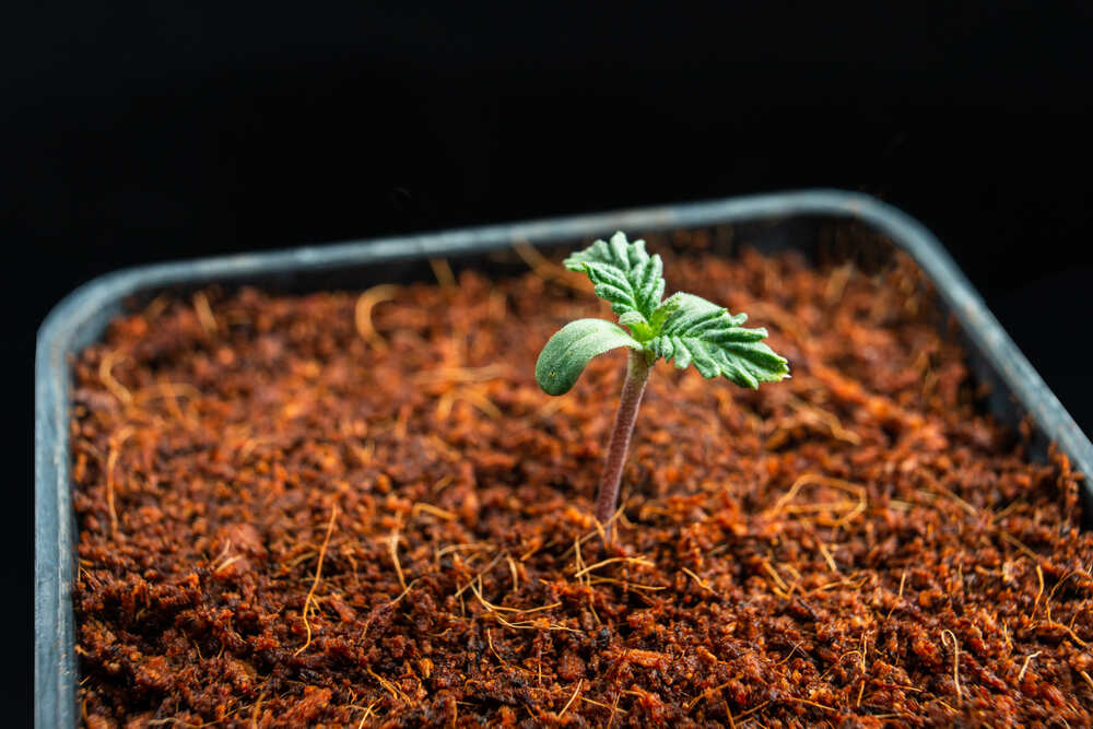 plant.luvrr Leaflet® Plant Monitor main image 1