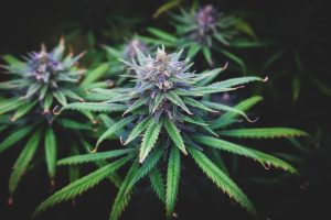 tropicana-cookies-strain-in-flowering-stage