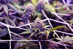 purple-haze-strain-growing-under-crog-net