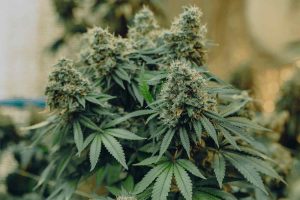 indica strain in flowering stage