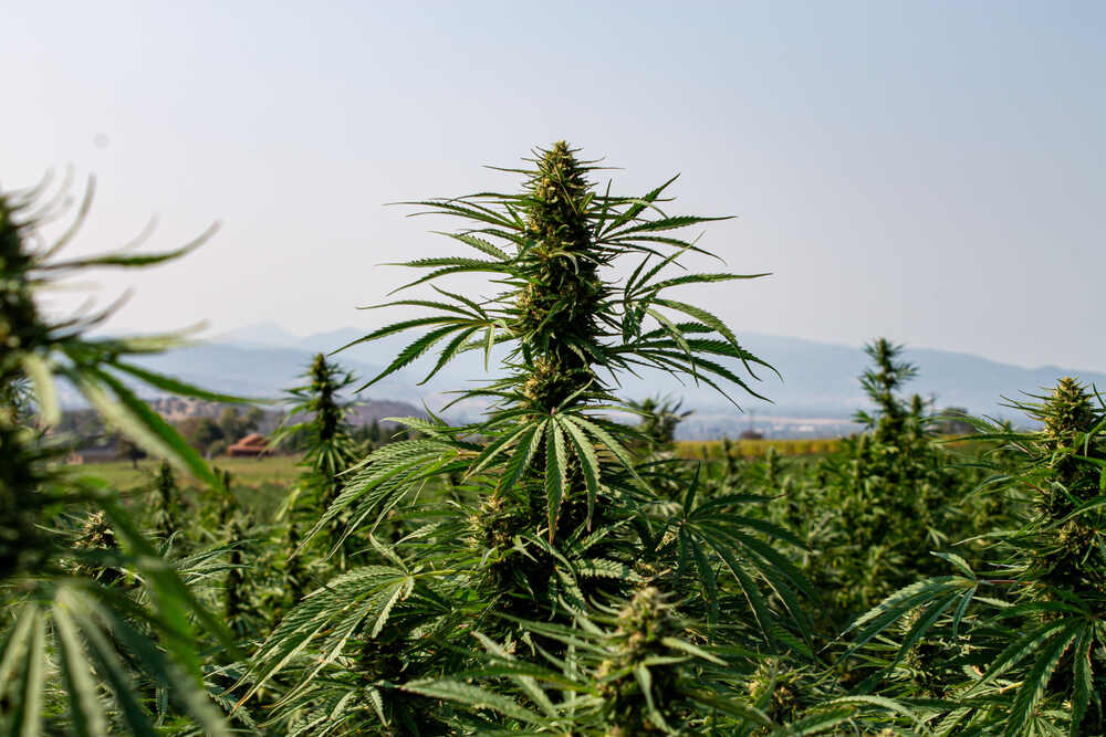 sativa-strains-growing-outdoors-in-a-field