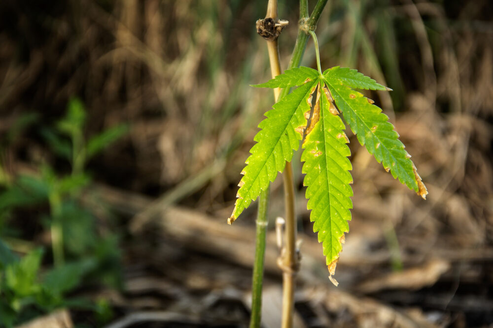 Why are the leaves of my cannabis plant drooping | MSNL Seeds.com Blog