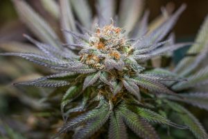 lemon-cherry-gelato-strain-flowering