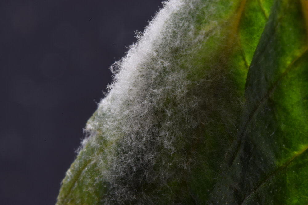 Identify and treat powdery mildew on cannabis | MSNL Seeds.com Blog