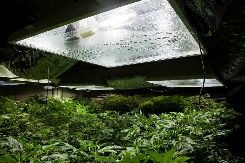hps cannabis grow lights