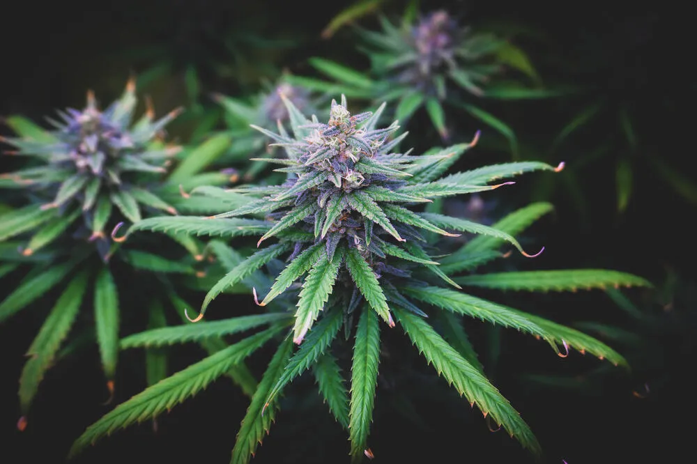 purple cannabis plant