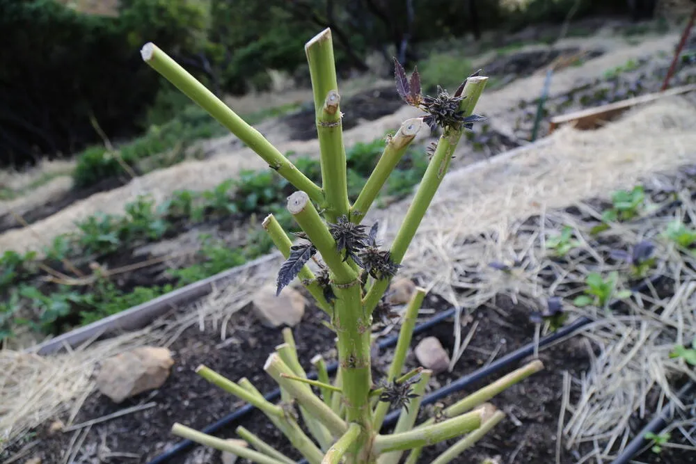cannabis plant that has been harvested ready for re-vegging