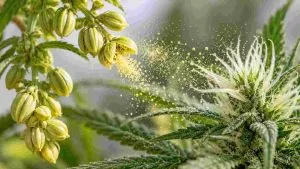 Cannabis Pollen for Breeding How to Collect Store and Use Pollen
