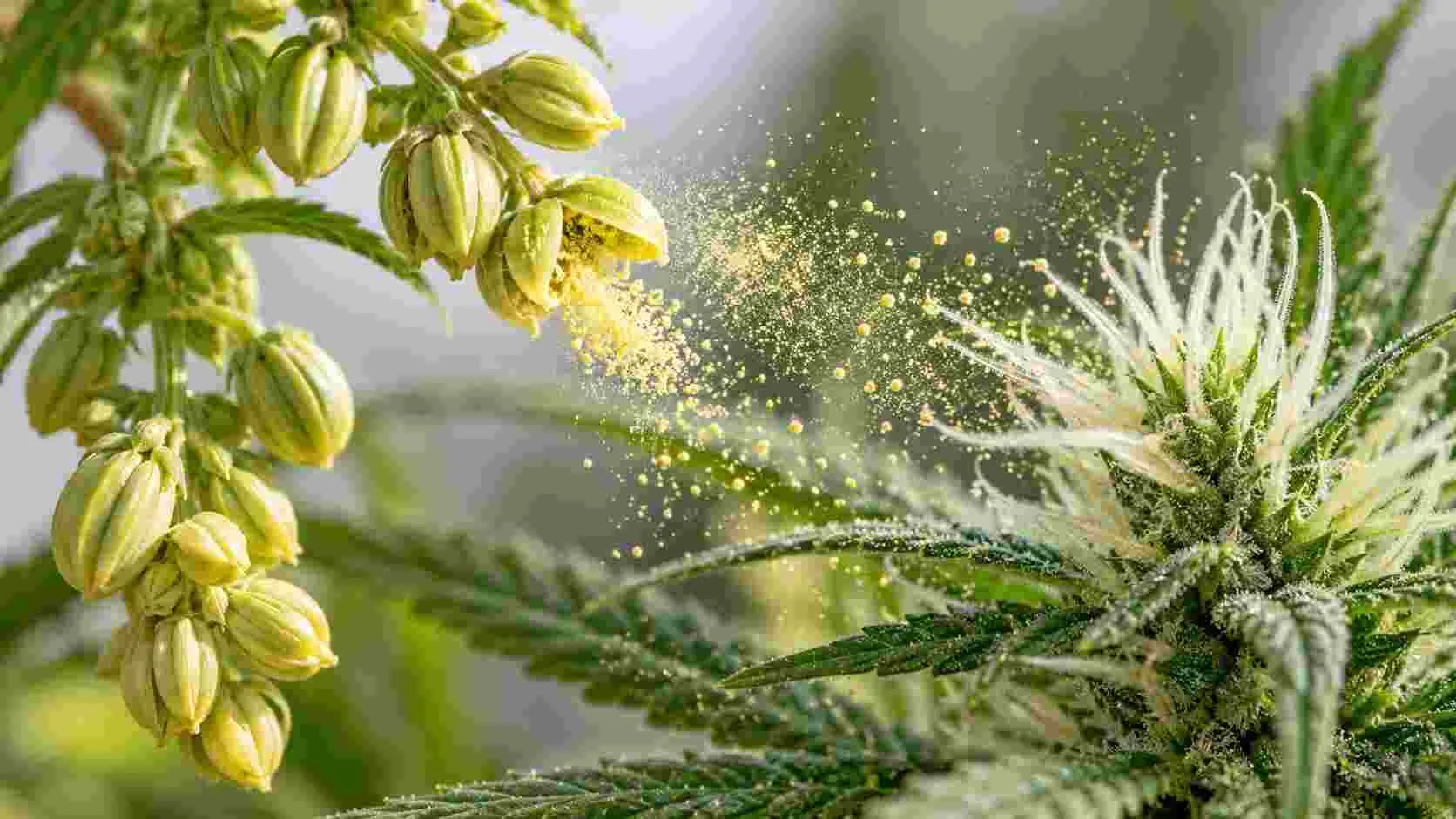 Cannabis Pollen for Breeding: How to Collect, Store and Use Pollen