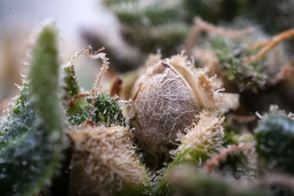 a cannabis seed that has been identified within some cannabis bud