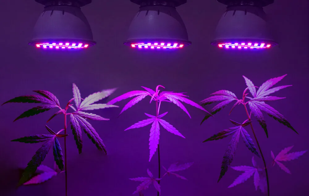 three cannabis plants under 3 separate LED lights