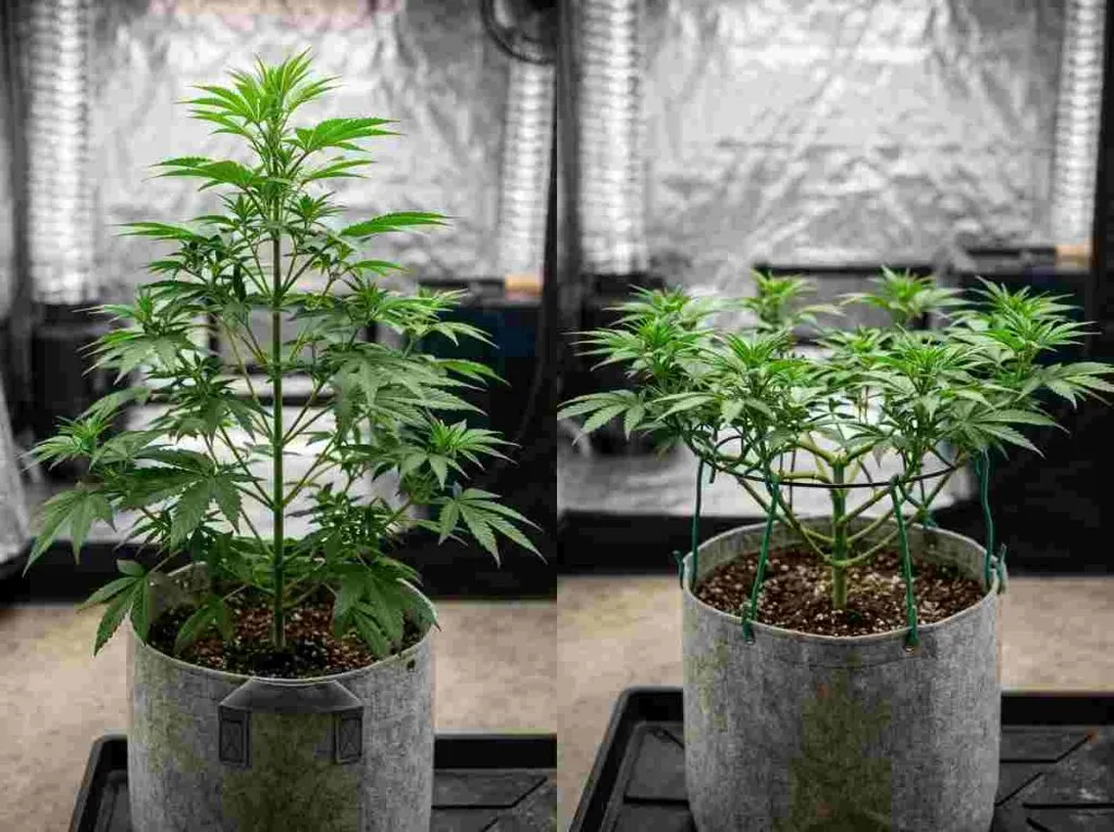 Comparison of an untrained cannabis plant and an LST-trained cannabis plant