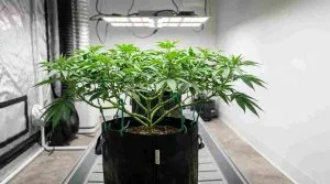 cannabis plant training