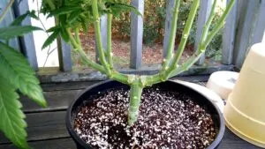 cannabis-plant-training