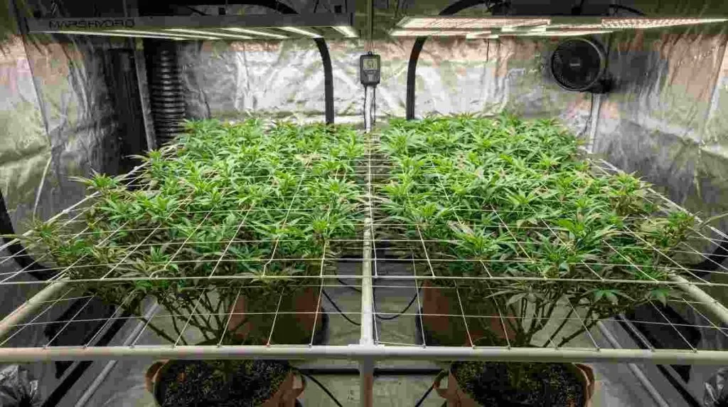 Cannabis branches trained across a ScrOG trellis to create an even canopy
