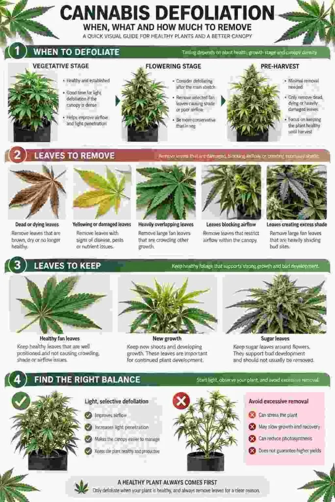 Cannabis defoliation infographic showing when, what, and how much foliage to remove