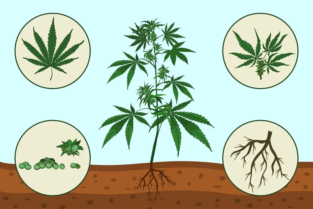 Cannabis anatomy: The different parts of a plant