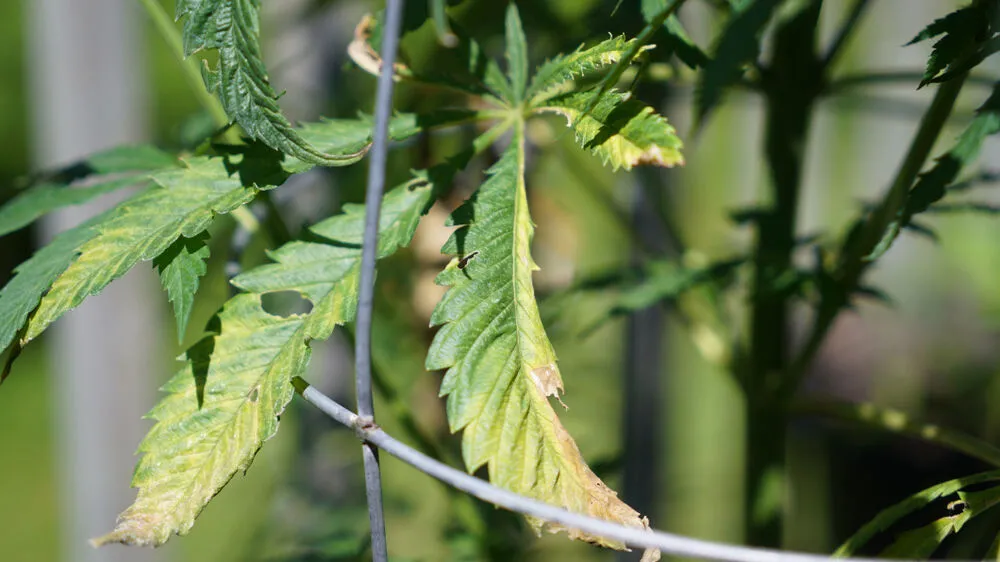 Cannabis plant showing signs of potassium deficiency