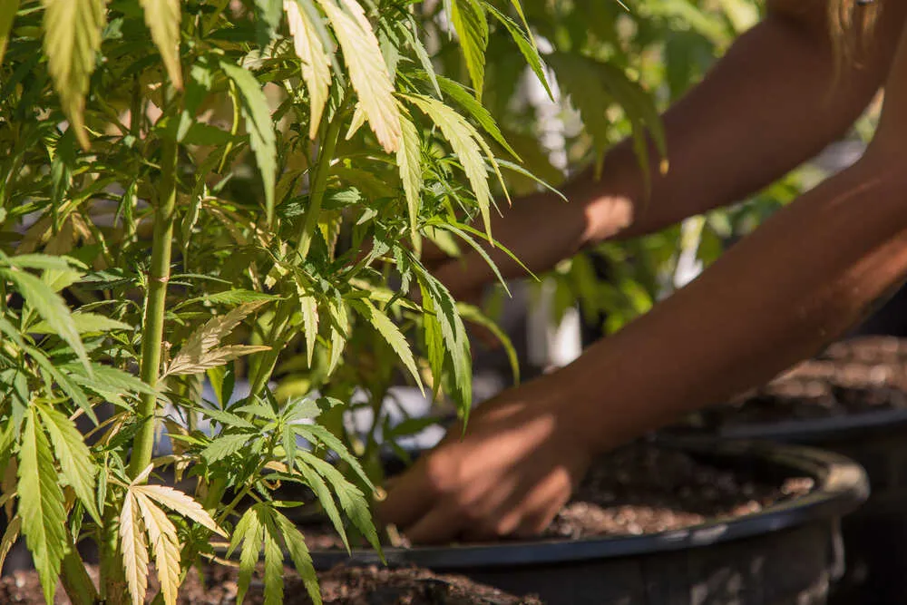 a woman attending to her cannabis plants with one plant turning yellow and showing signs of burnt tips indicating potassium deficiency