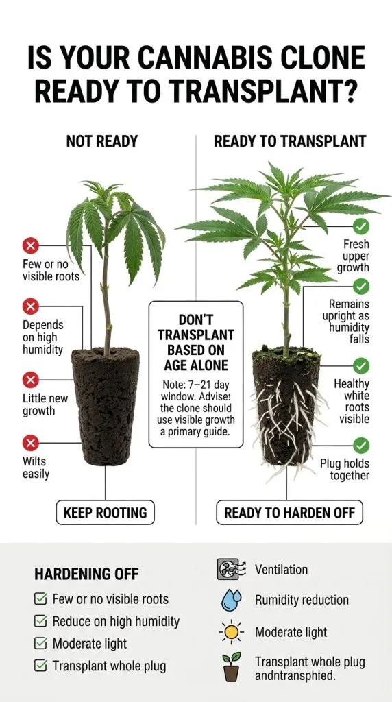 cannabis plant ready to transplant