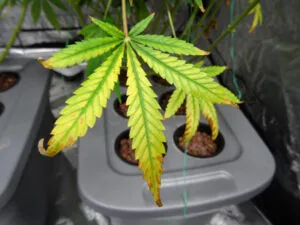 nitrogen deficiency