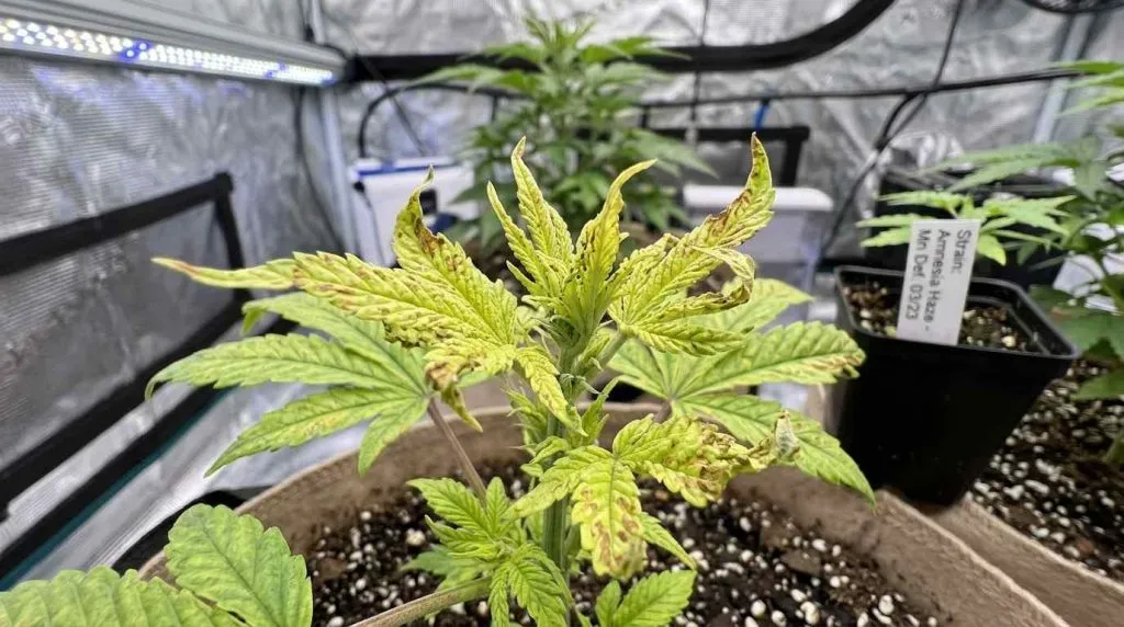 distorted leaves of manganese deficiency
