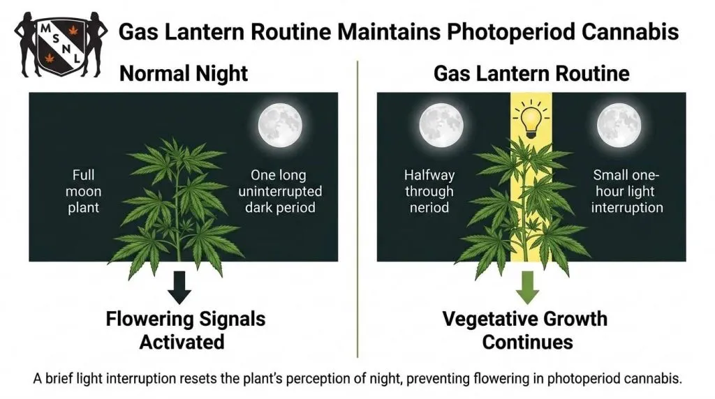 gas lantern routine infographic